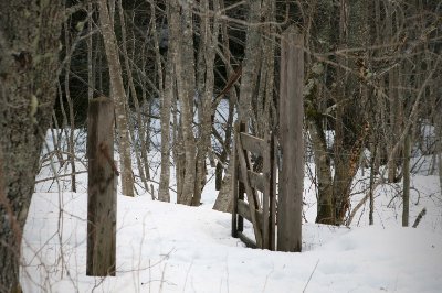 Skog om vinteren
