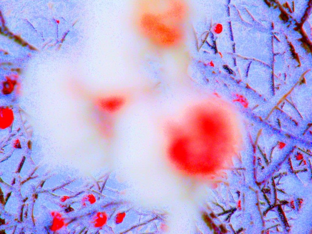 Bilde av bær i frost ©synnøve aasan     