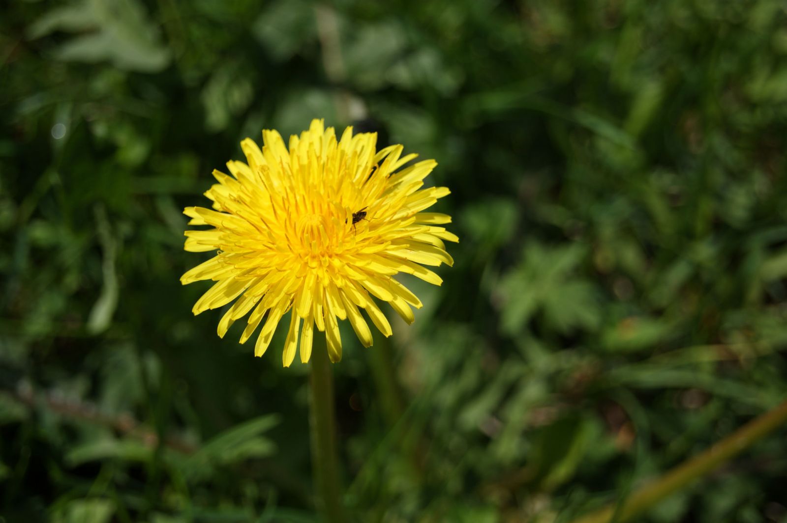 Bilde av en blomst. Copyright: NAKU