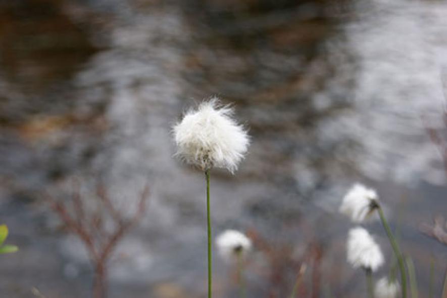 Myrull. Copyright: NAKU