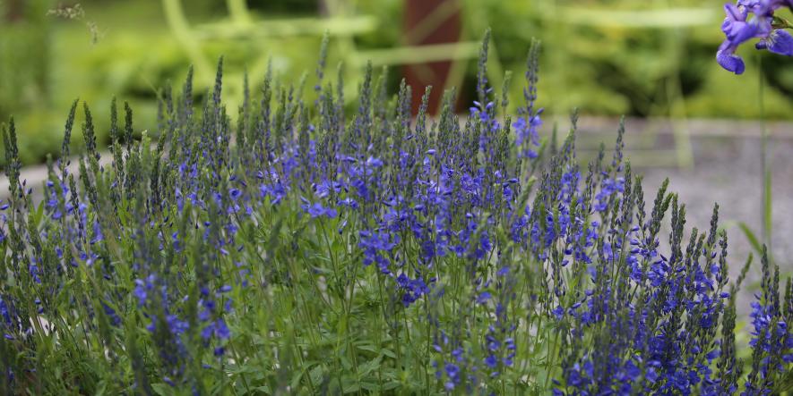 Blå blomster copyright NAKU