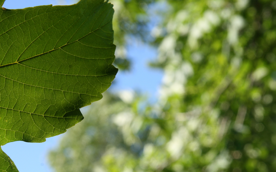 Bilde av blader og et tre