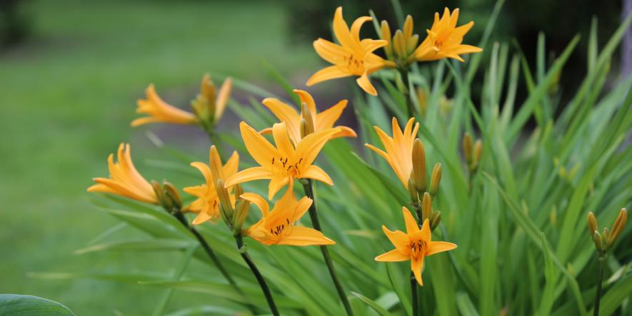 Oransje blomster