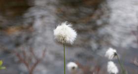 Myrull. Copyright: NAKU 