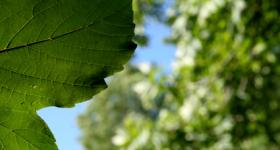 Bilde av blad. Copyright NAKU 